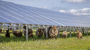 Stadtrat Themar: Photovoltaik als Sonnenschirm für Schafe