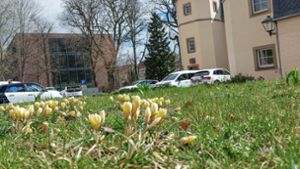 Pflanzaktion: 10 000 Frühlingsblumen erblühen in Ilmenau