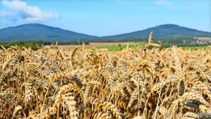 Spekulation ums Essen: Getreide-Felder bald mit Seltenheitswert?