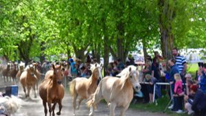 Gestüt Meura: Wo die blonden Pferde das Weite suchen