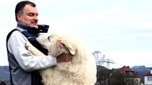 Tierauffangstation: Hunde brauchen Liebe, Geduld und Zuneigung